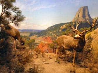 Museu Americano de História Natural diorama