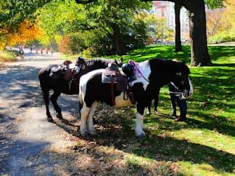 Central Park em Nova York - Cavalos